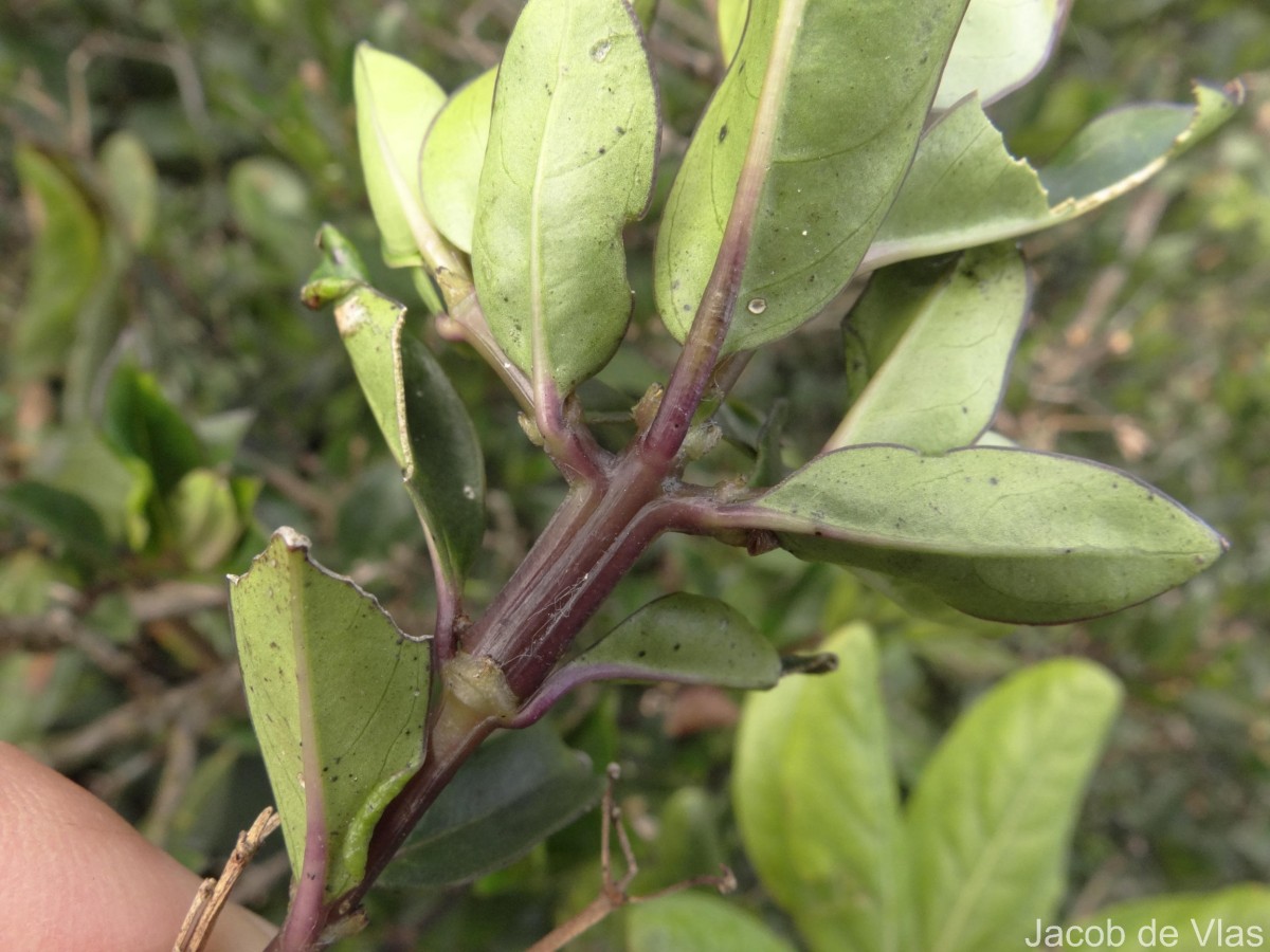 Hedyotis trimenii var. trimenii Deb & Ratna Dutta